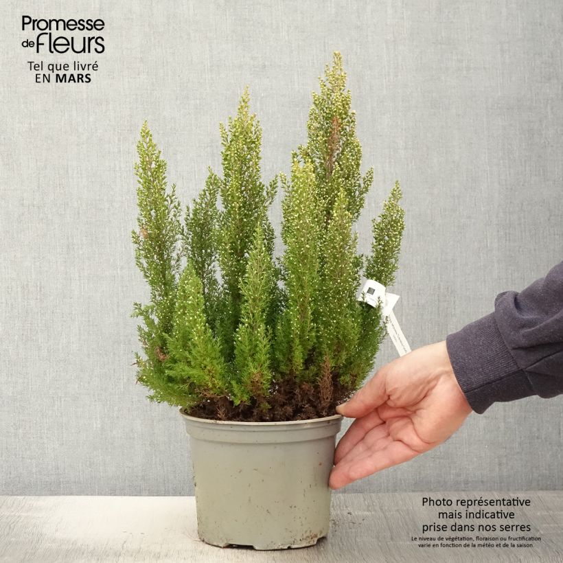 Erica arborea Estrella Gold - Bruyère arborescente Pot de 2L/3L esemplare consegnato in primavera