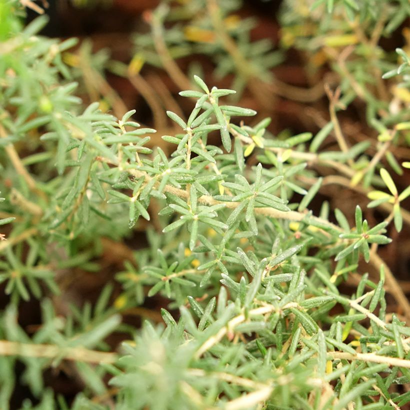 Erica canaliculata (Fogliame)