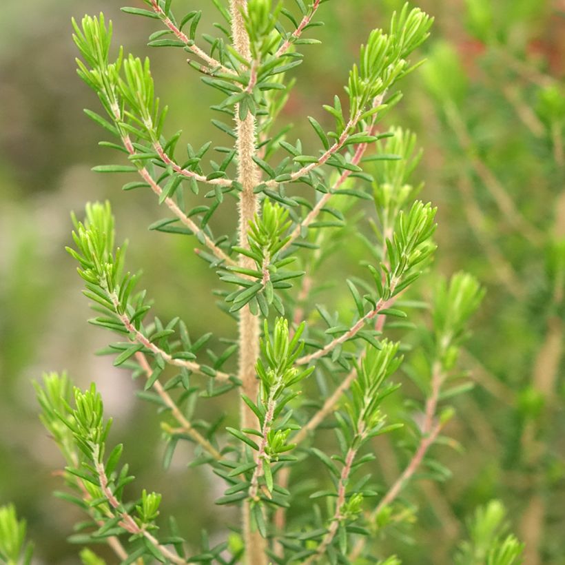Erica canaliculata (Fogliame)