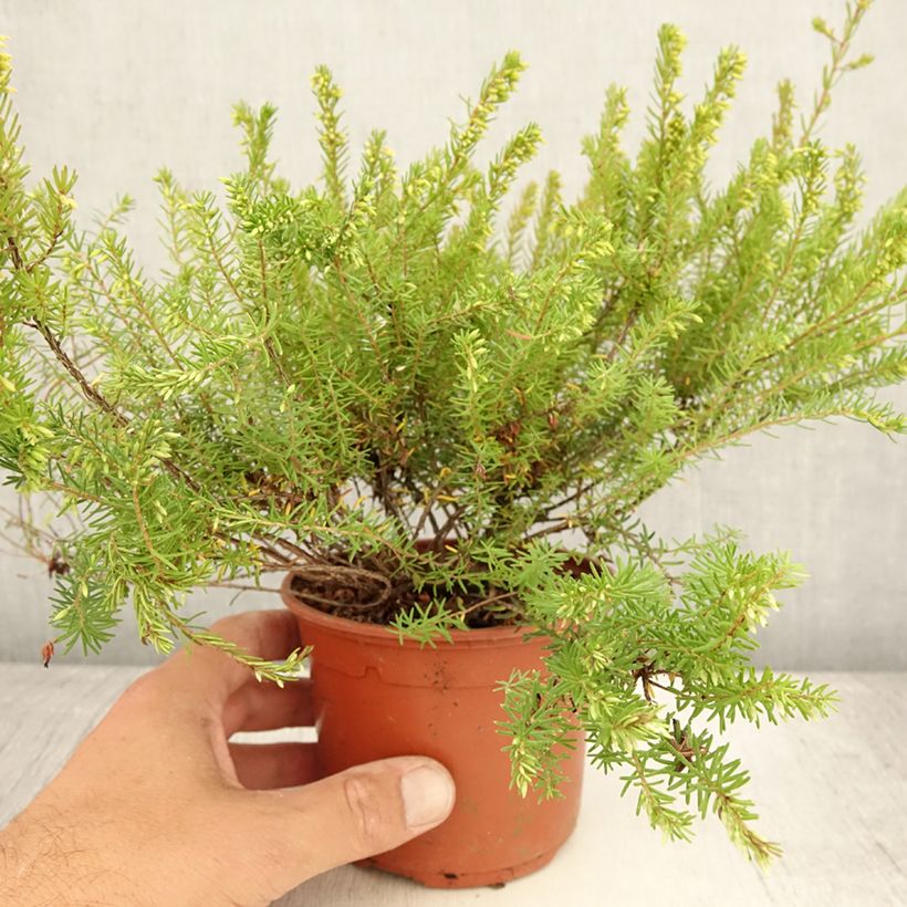 Esemplare di Erica darleyensis Darley Dale Vaso da 1L/1,5L consegnato in estate