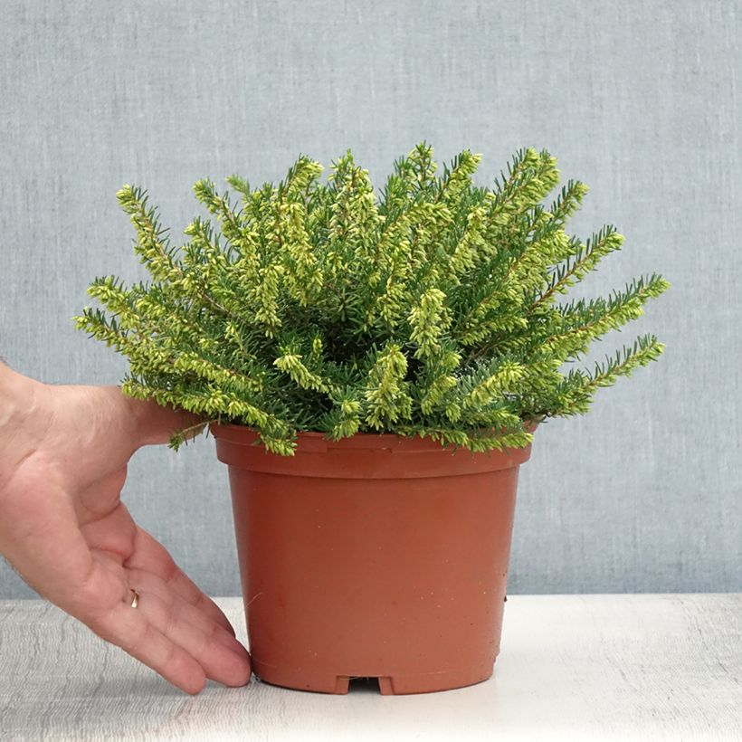 Esemplare di Erica darleyensis Darley Dale Vaso da 2L/3L consegnato in estate