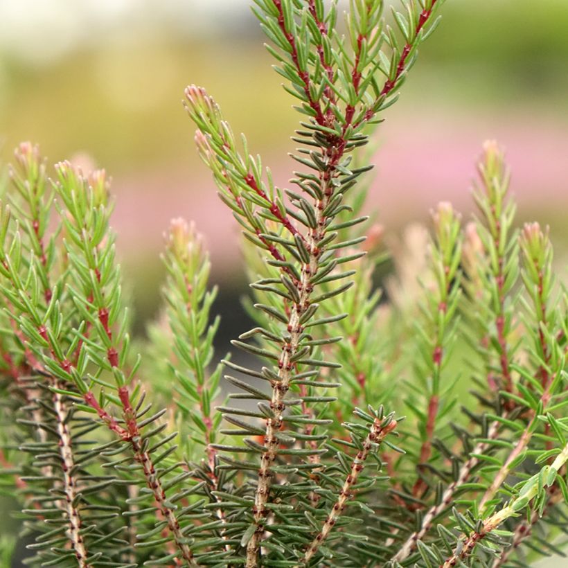 Erica darleyensis Lea (Fogliame)