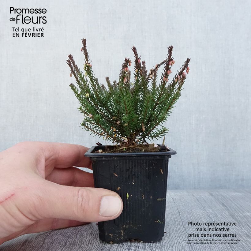 Erica darleyensis Lea Vasetto da 8/9 cm esemplare consegnato in inverno