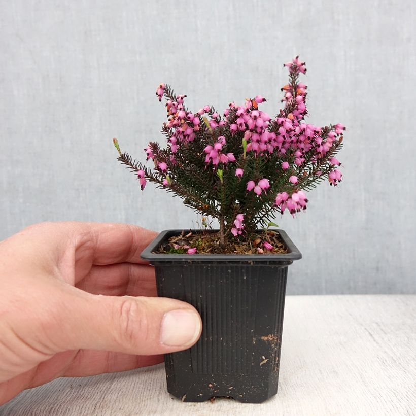 Erica darleyensis Lea - Bruyère d'hiver - Godet de 8/9 cm esemplare consegnato in primavera