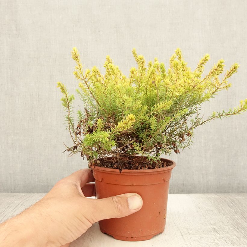 Esemplare di Erica darleyensis Marie Helen Vaso da 1L/1,5L consegnato in estate