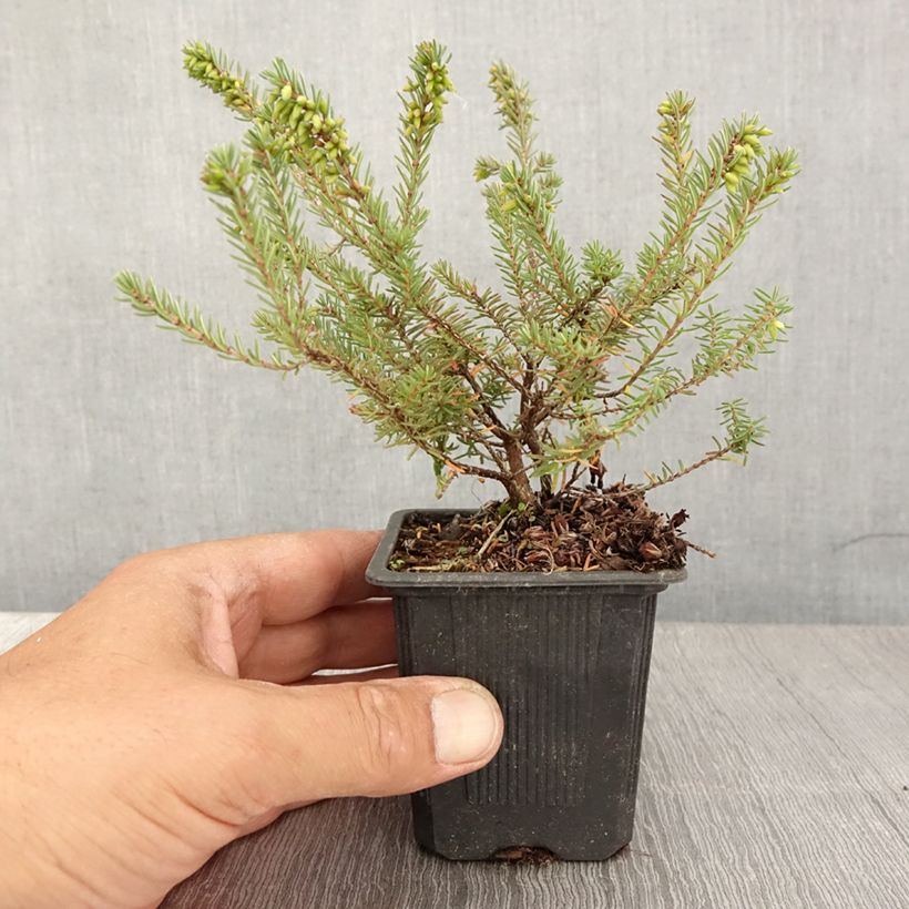 Esemplare di Erica darleyensis Tyann Vasetto da 8/9 cm consegnato in estate