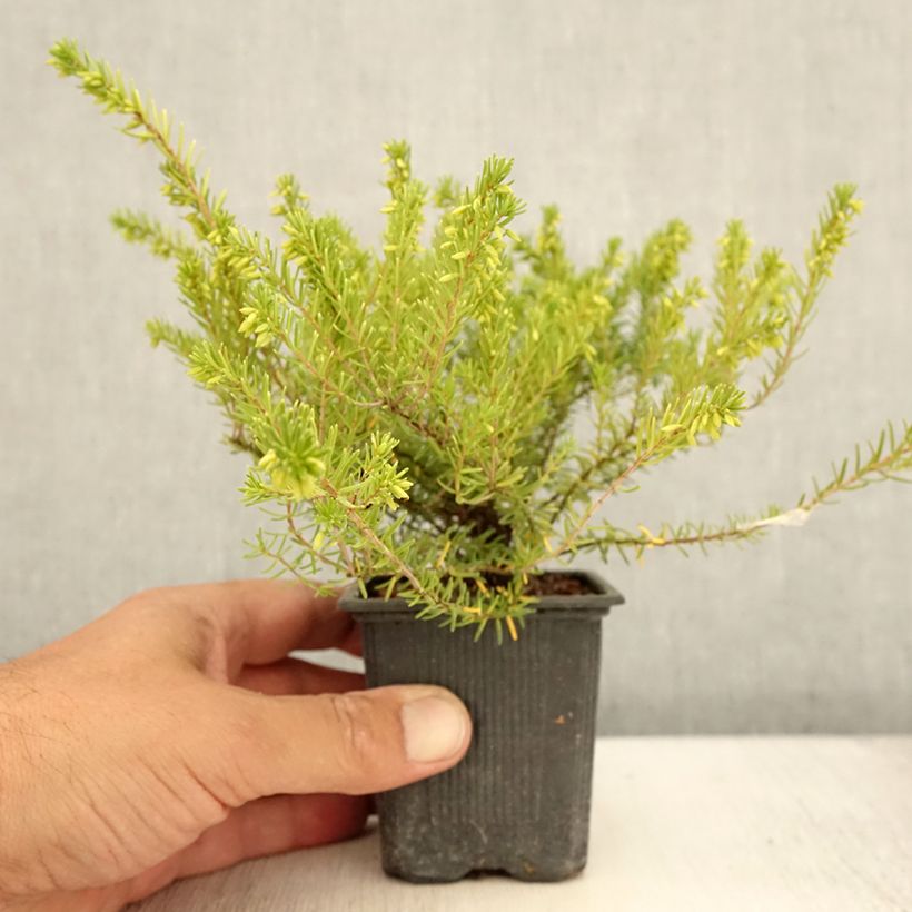Esemplare di Erica darleyensis White Glow Vasetto da 8/9 cm consegnato in estate