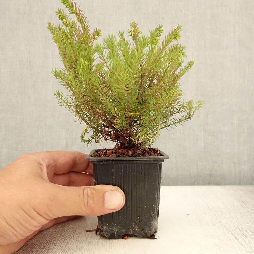 Esemplare di Erica darleyensis Spring Surprise Vasetto da 8/9 cm consegnato in estate