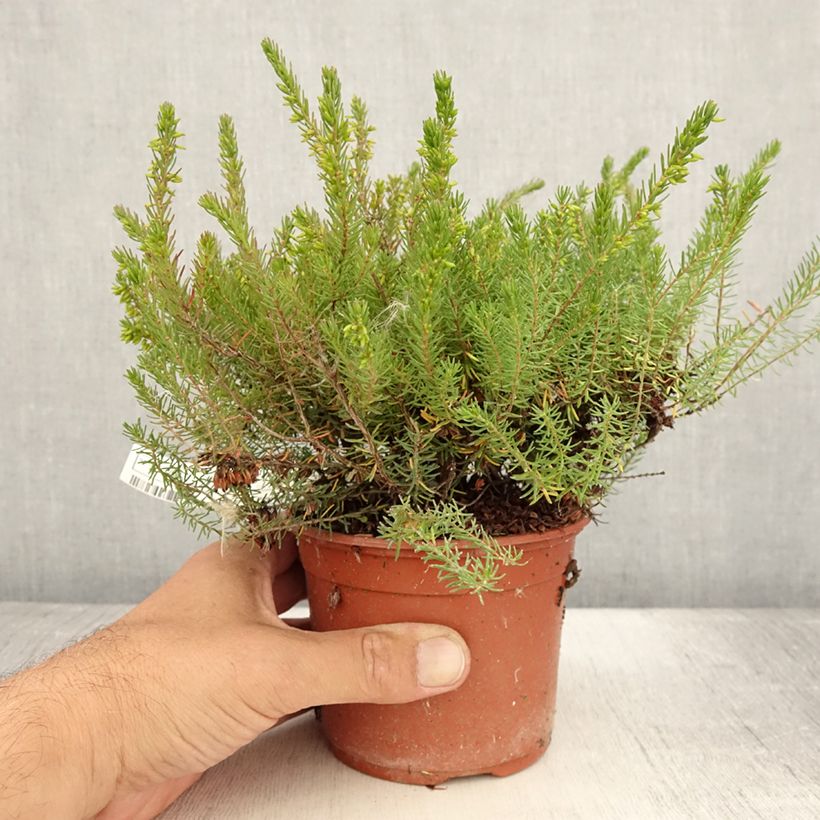 Esemplare di Erica darleyensis Spring Surprise Vaso da 1L/1,5L consegnato in estate