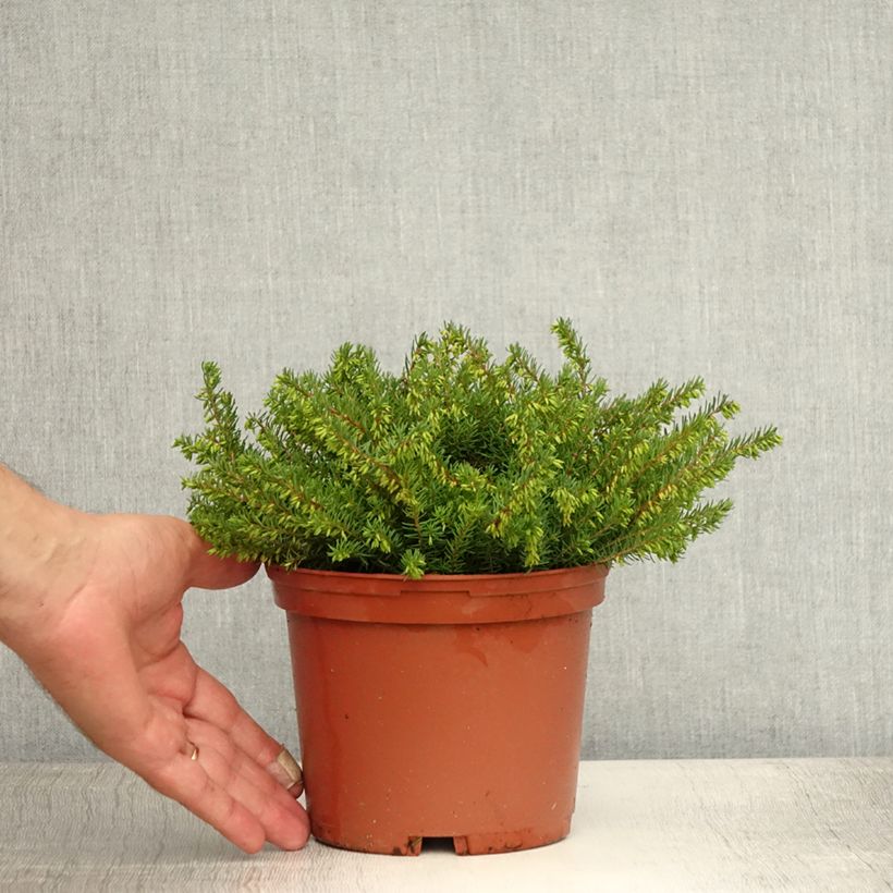 Esemplare di Erica darleyensis Spring Surprise Vaso da 2L/3L consegnato in estate