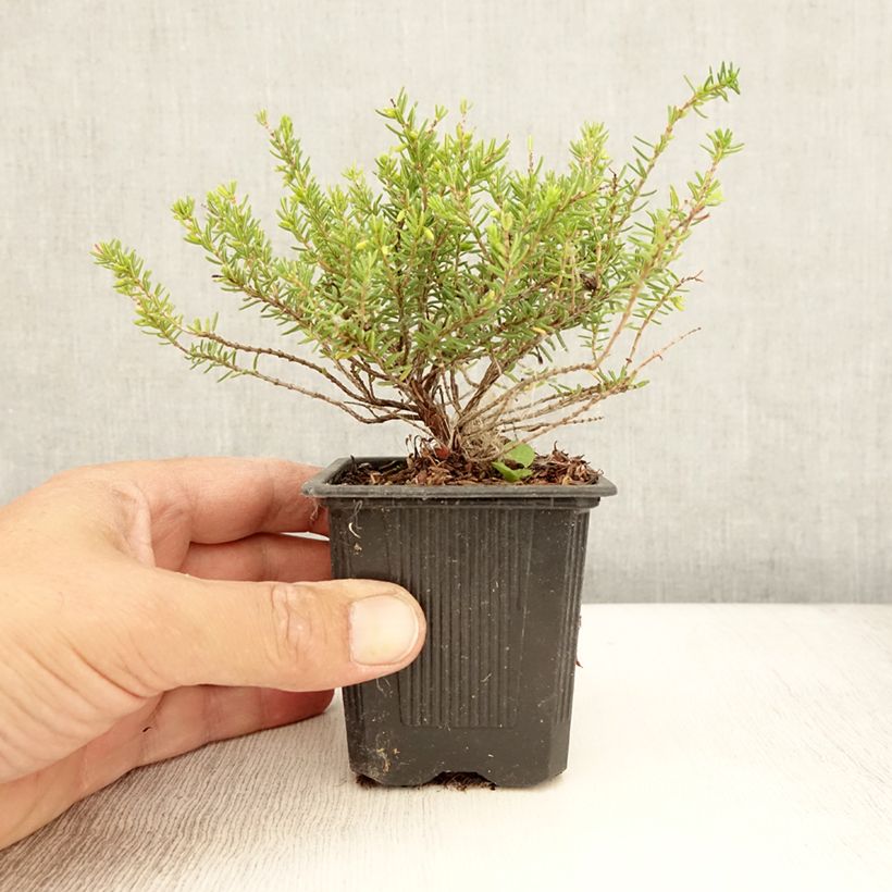Esemplare di Erica darleyensis Winter Belles Katia Vasetto da 8/9 cm consegnato in estate