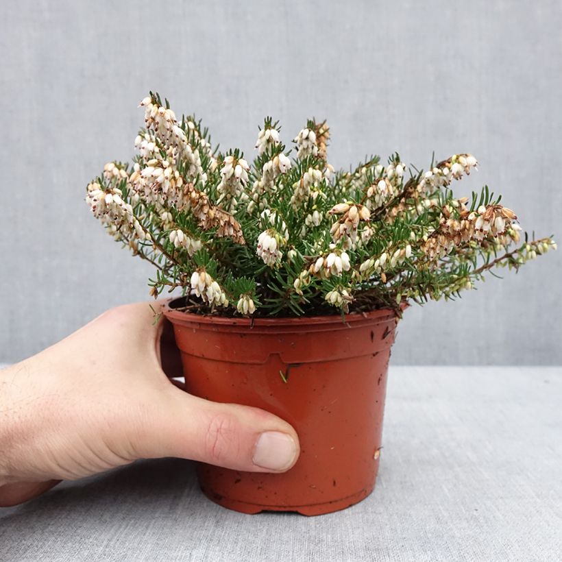 Erica darleyensis Winter Belles Katia Vaso da 1L/1,5L esemplare consegnato in inverno