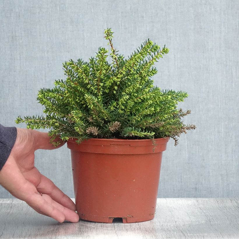 Esemplare di Erica darleyensis Winter Belles Katia Vaso da 2L/3L consegnato in estate