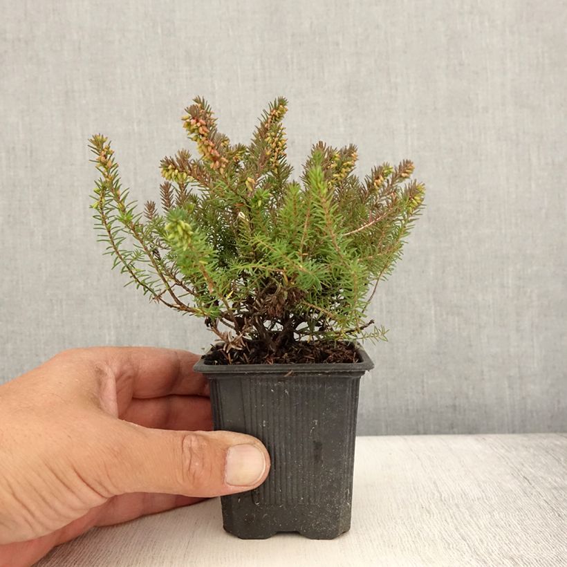 Esemplare di Erica darleyensis Winter Belles Phoebe Vasetto da 8/9 cm consegnato in estate