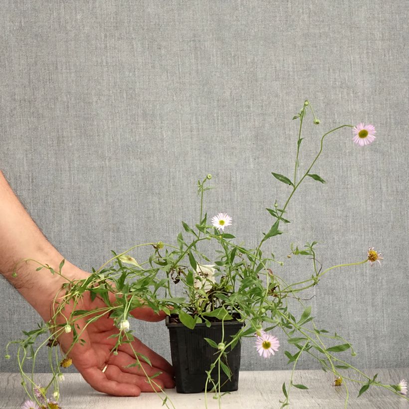 Esemplare di Erigeron karvinskianus Lavender Lady - Cespica karvinskiana Vasetto da 8/9 cm consegnato in estate