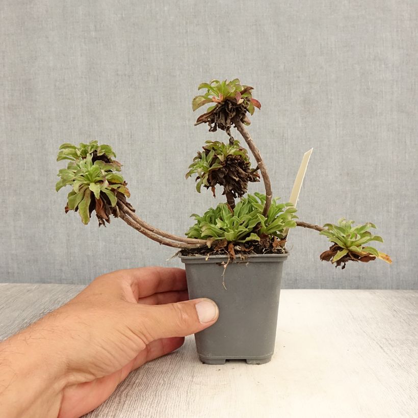 Esemplare di Erigeron leiomerus Vasetto da 7/8 cm consegnato in estate