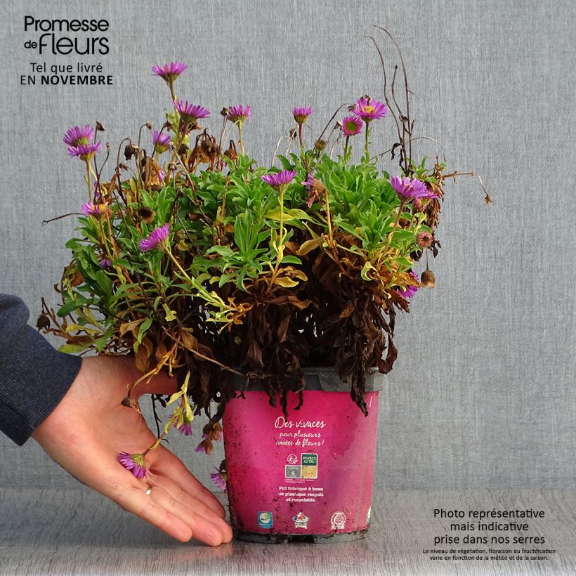 Esemplare di Erigeron leiomerus Vaso da 2L/3L come consegnato in autunno
