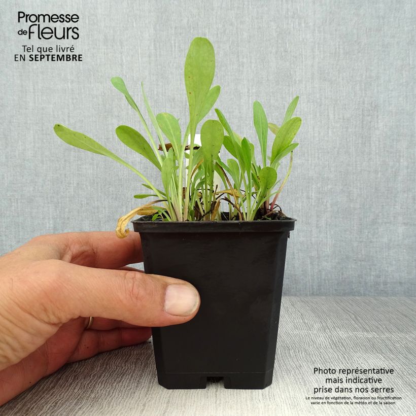 Esemplare di Erigeron Quakeress Vasetto da 8/9 cm consegnato in estate