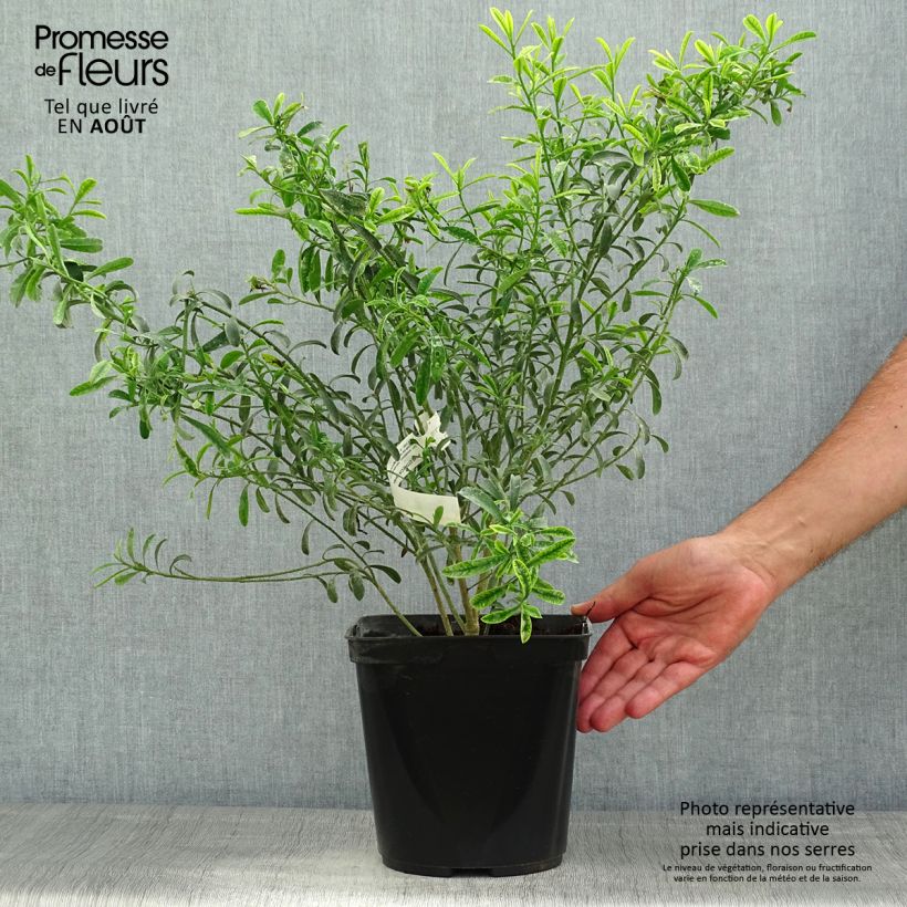 Esemplare di Eriostemon myoporoides Vaso da 3L/4L consegnato in estate