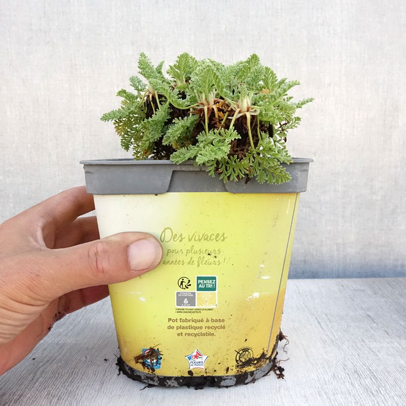 Esemplare di Erodium chrysanthum Vaso da 2L/3L consegnato in estate