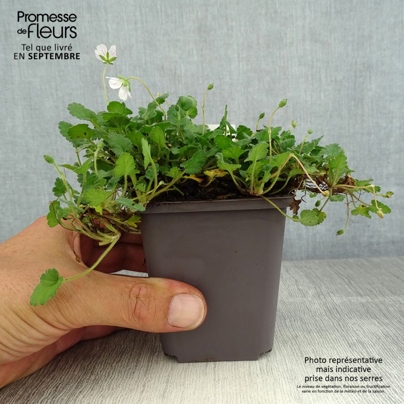 Esemplare di Erodium variabile Album Vasetto da 8/9 cm consegnato in estate