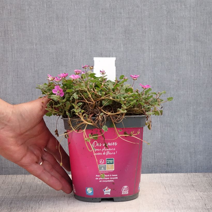 Esemplare di Erodium Bishop's Form Vaso da 2L/3L consegnato in estate