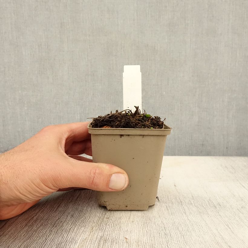 Esemplare di Eryngium zabelii Jos Eijking Vasetto da 8/9 cm come consegnato in autunno