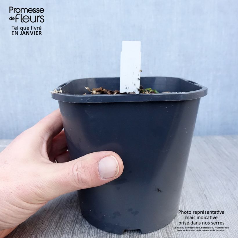 Eryngium maritimum - Calcatreppola marittima Vaso da 2L/3L esemplare consegnato in inverno