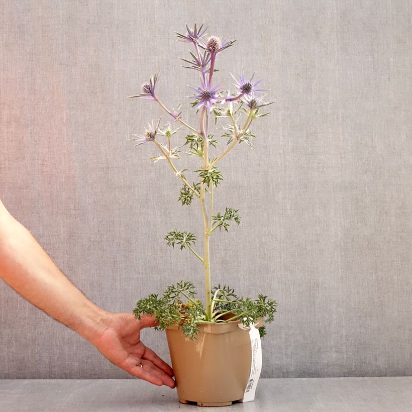Esemplare di Eryngium Pico's Amethyst Vaso da 3L/4L consegnato in estate