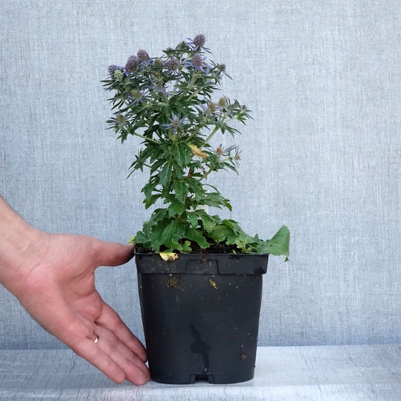 Esemplare di Eryngium planum Blue Hobbit Vaso da 2L/3L consegnato in estate