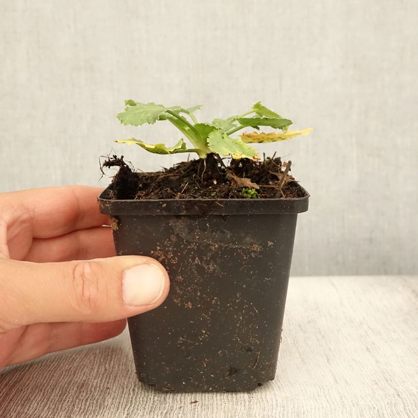 Esemplare di Eryngium tripartitum Vasetto da 8/9 cm consegnato in estate