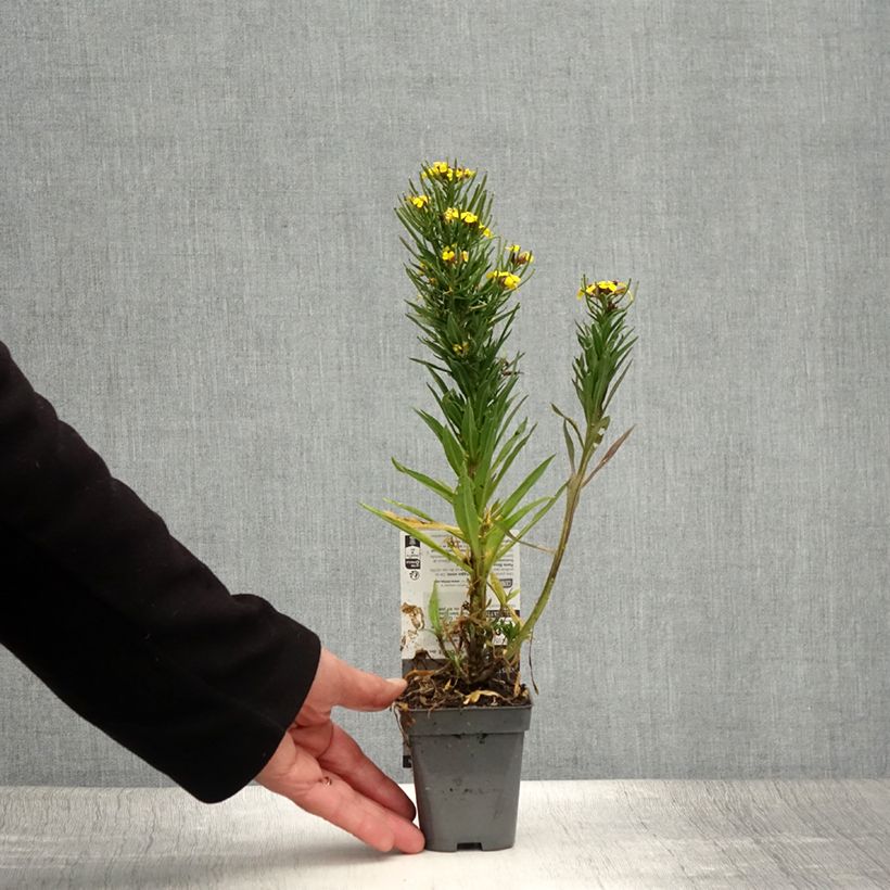Esemplare di Erysimum alpinum Vasetto da 8/9 cm consegnato in estate