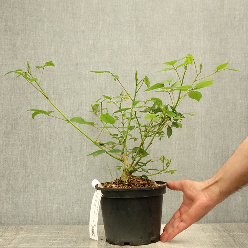 Esemplare di Erythrina Amélie Jeckert Vaso da 3L/4L consegnato in estate