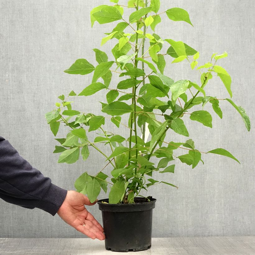Esemplare di Erythrina bidwillii Vaso da 2L/3L consegnato in estate