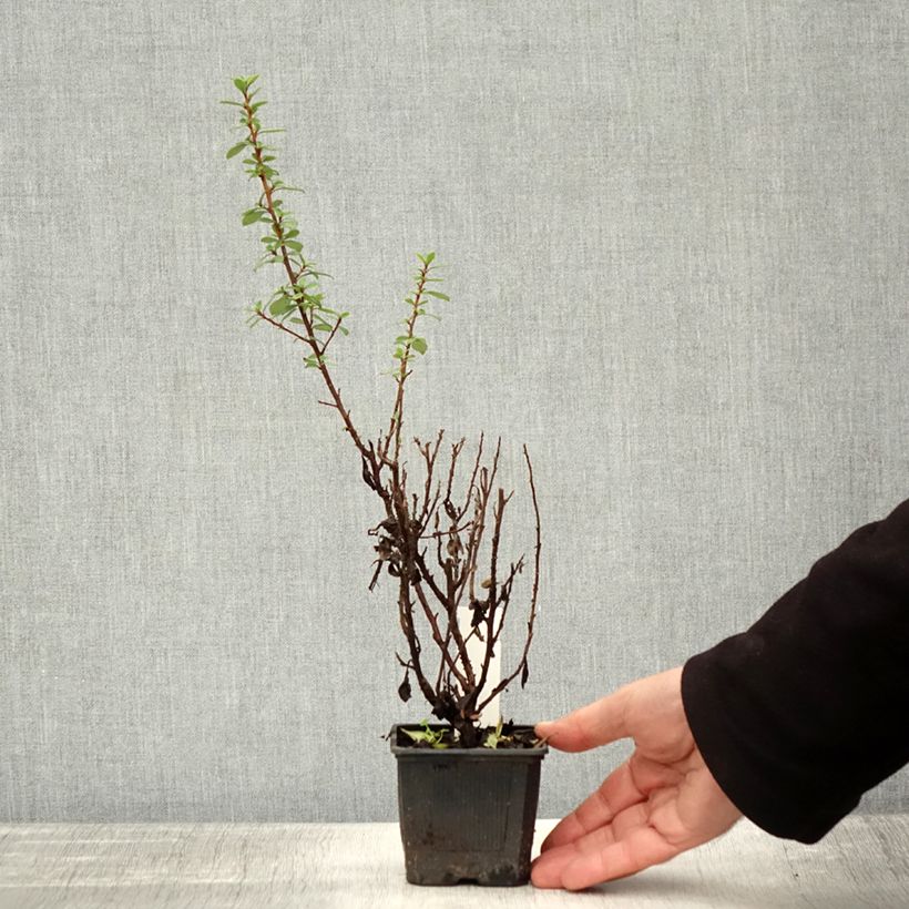Esemplare di Escallonia compacta Coccinea Vasetto da 8/9 cm come consegnato in autunno