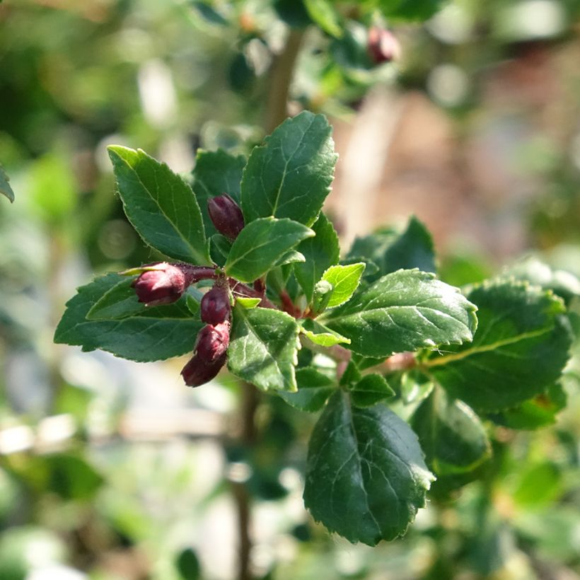 Escallonia Red Elf (Fogliame)