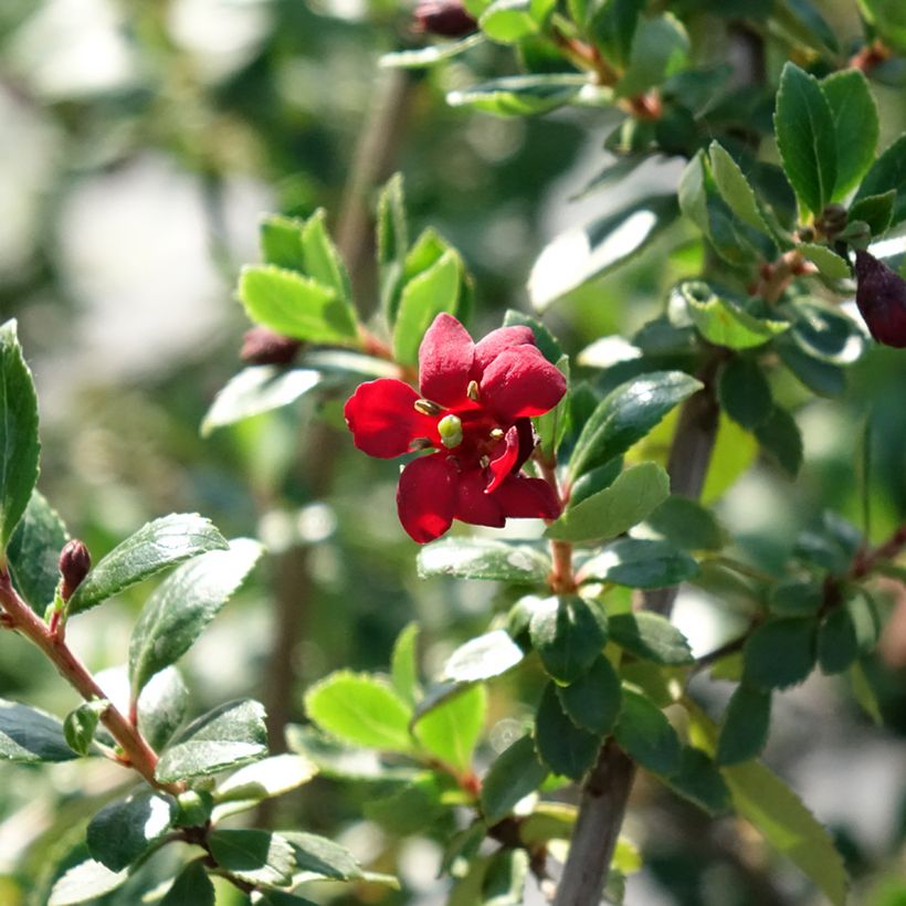 Escallonia Red Elf (Fioritura)