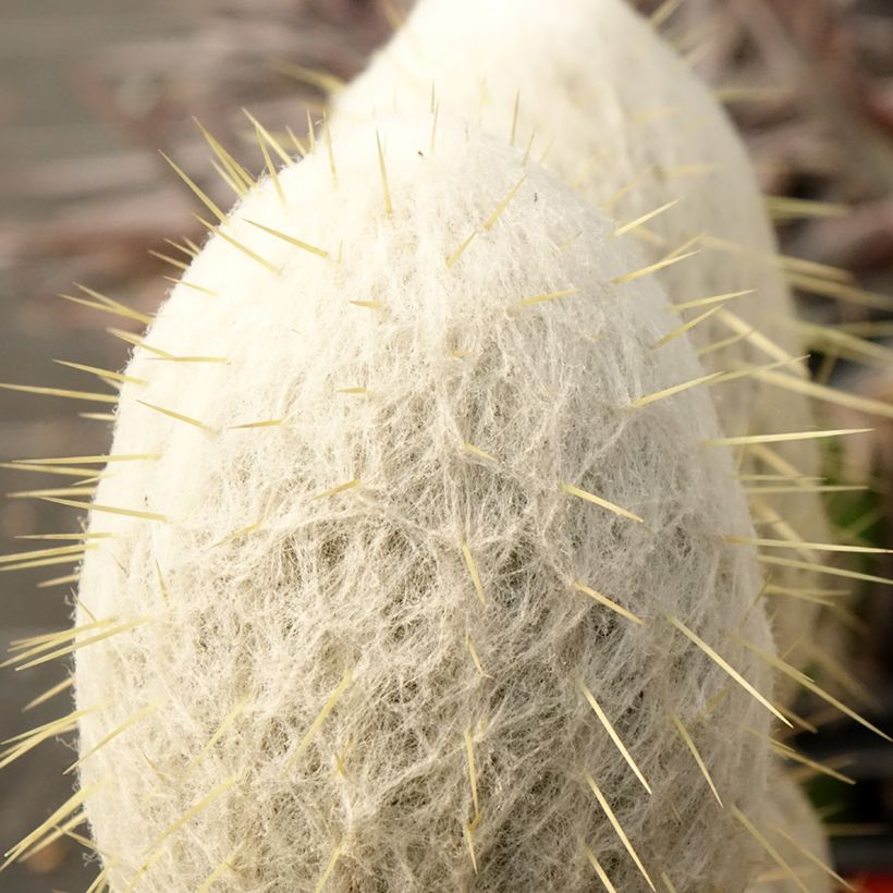 Espostoa churinensis - Cacto peloso (Fogliame)