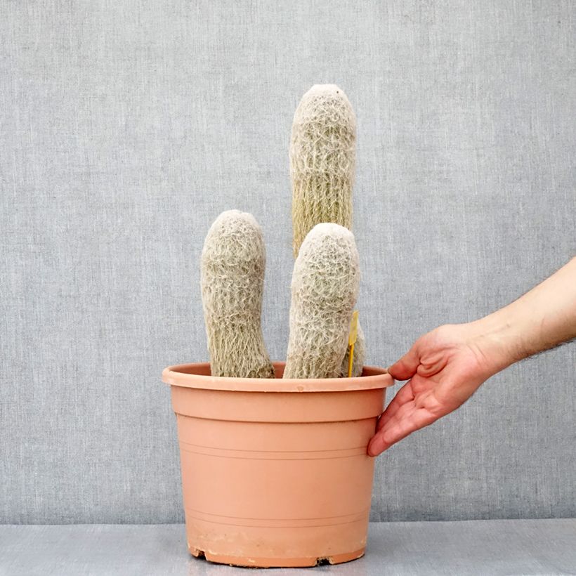 Espostoa churinensis - Cactus cierge - Pot de 7,5L/10L esemplare consegnato in primavera