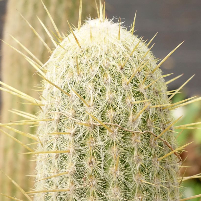 Espostoa lanata - Cactus lanato (Fogliame)