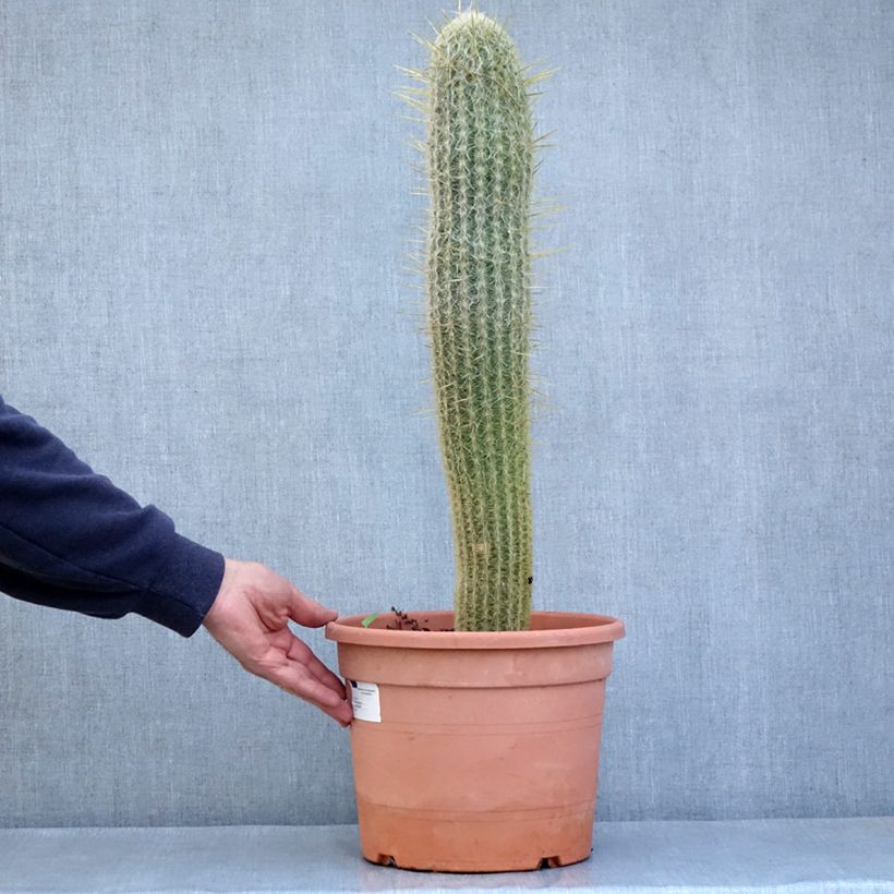 Espostoa lanata - Cactus cierge - Pot de 7,5L/10L esemplare consegnato in primavera