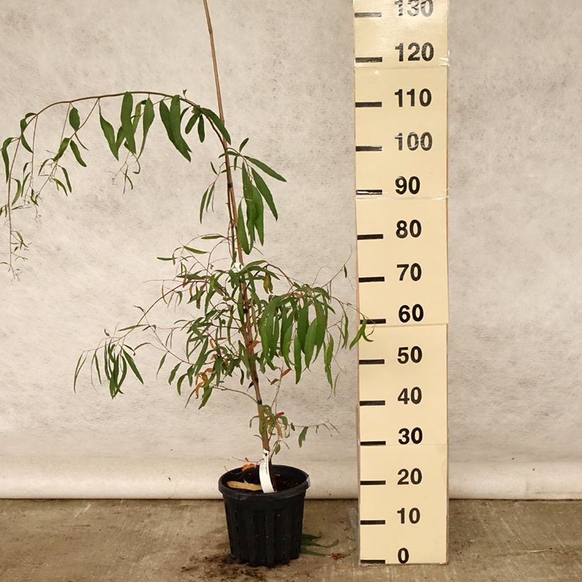 Esemplare di Eucalyptus aggregata - Eucalipto Vaso da 4L/5L consegnato in estate