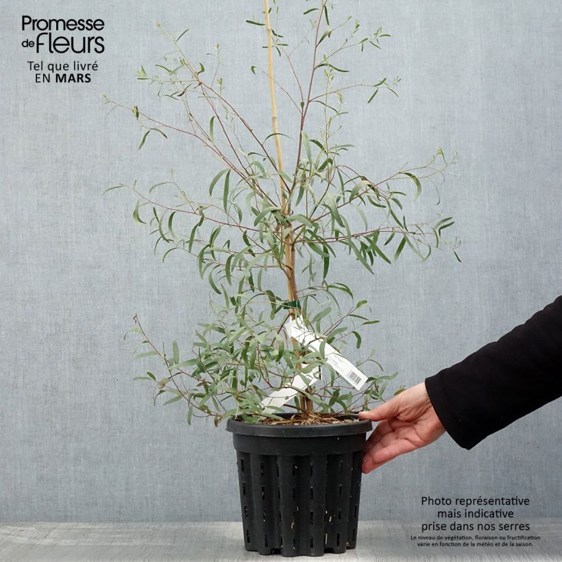 Eucalyptus aggregata - Eucalipto Vaso da 4L/5LAltezza consegnata circa 40/60cm esemplare consegnato in primavera