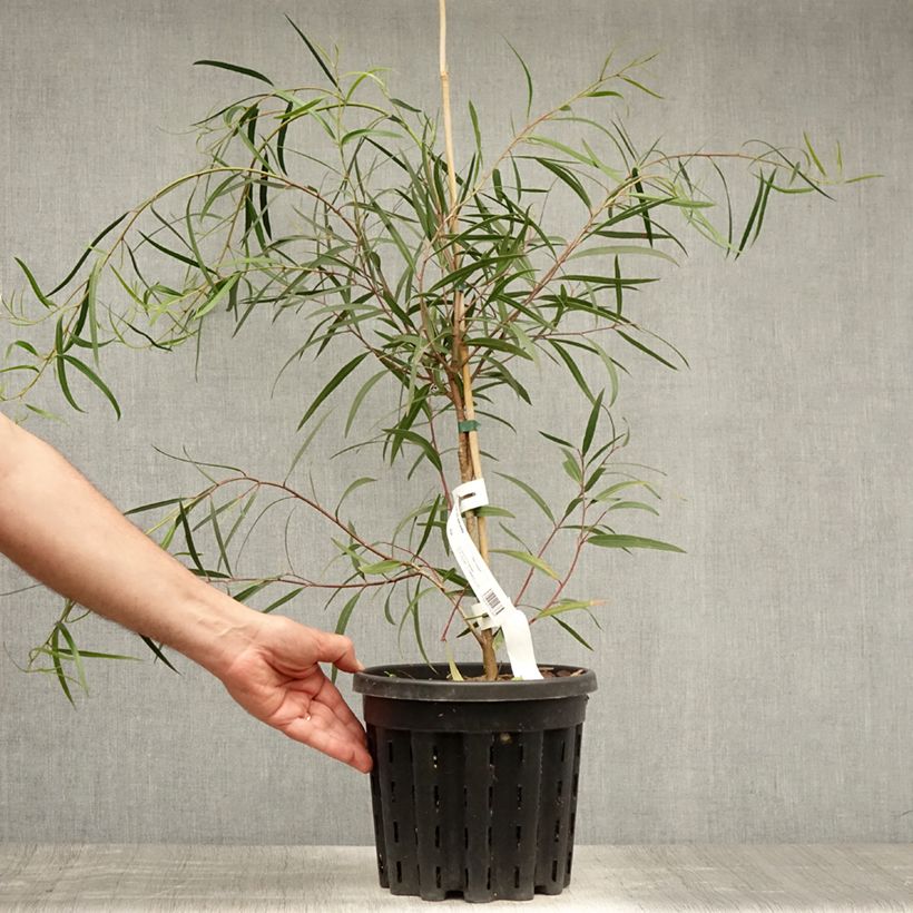 Esemplare di Eucalyptus apiculata - Eucalipto Vaso da 4L/5L consegnato in estate