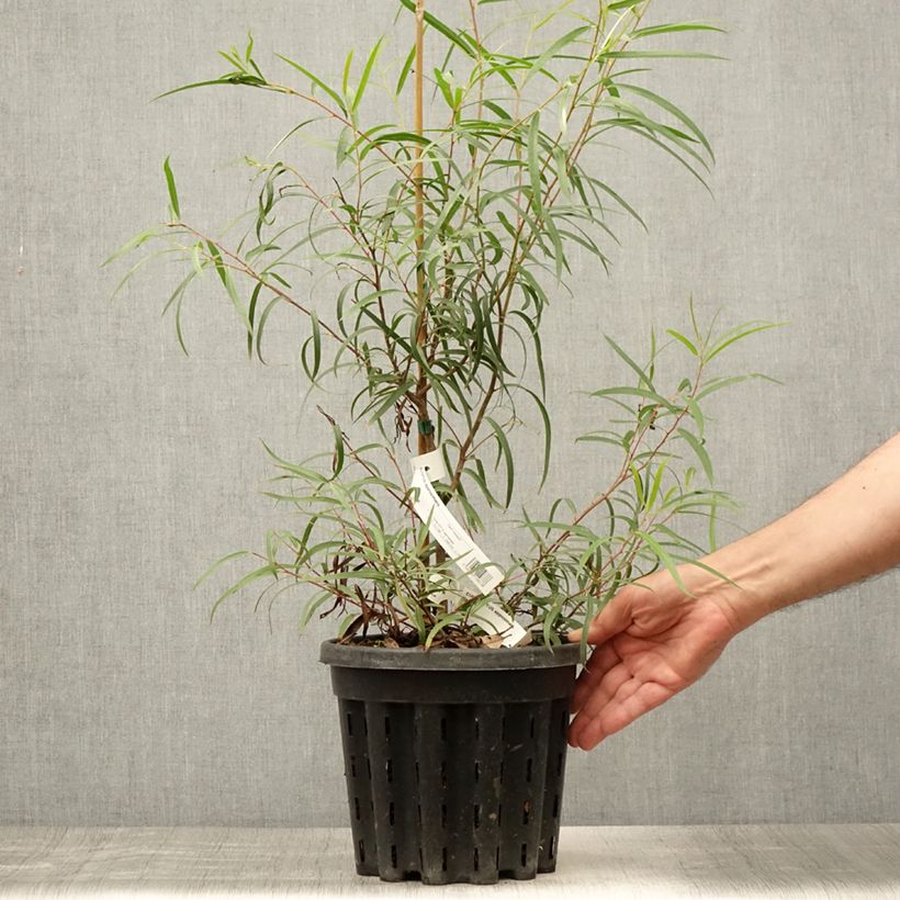 Esemplare di Eucalyptus approximans - Eucalipto Vaso da 4L/5L consegnato in estate