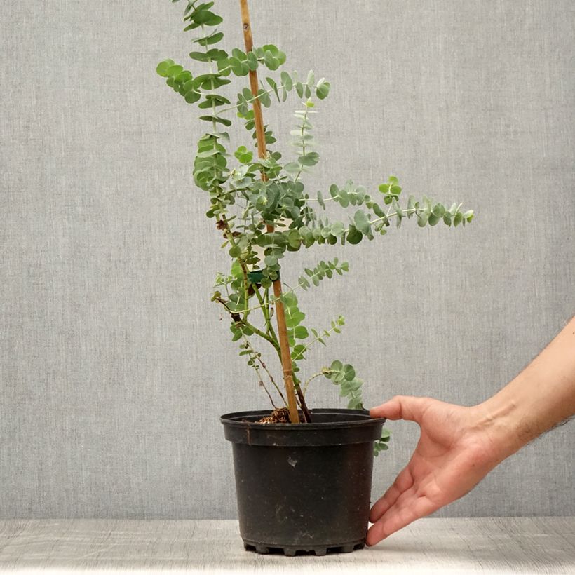 Esemplare di Eucalyptus pulverulenta Baby Blue - Eucalipto Vaso da 2L/3L consegnato in estate