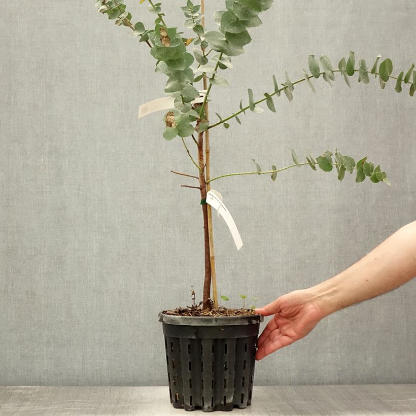Esemplare di Eucalyptus bridgesiana - Eucalipto Vaso da 4L/5L consegnato in estate