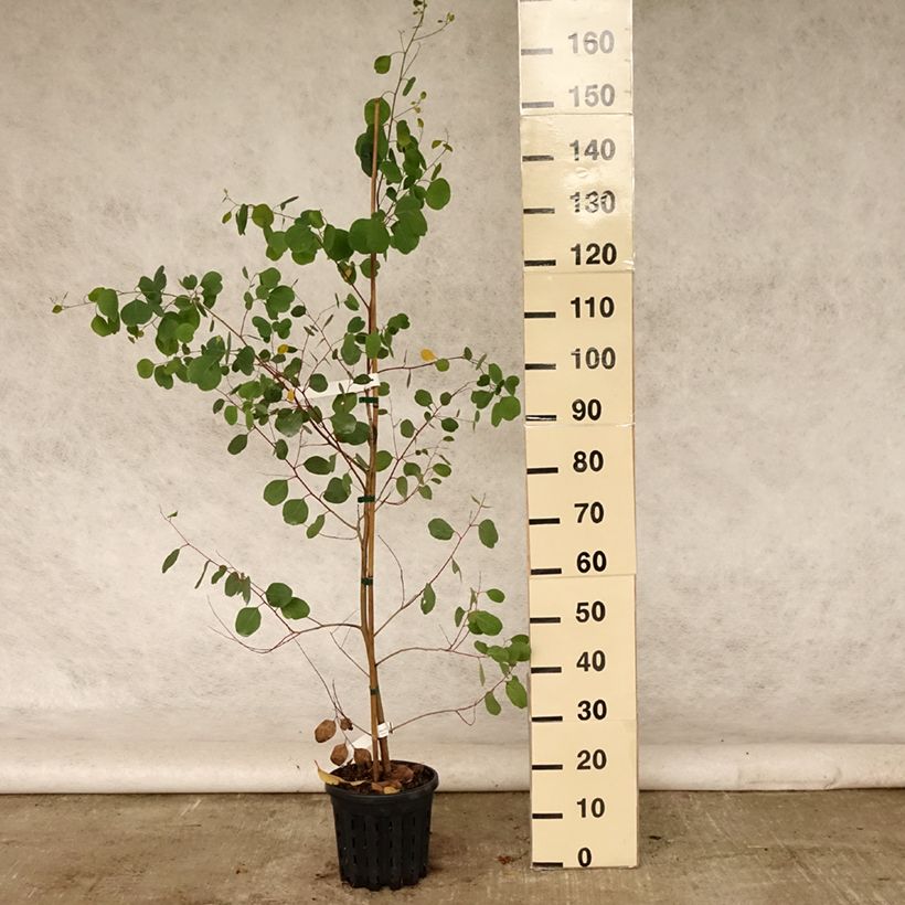 Esemplare di Eucalyptus camphora subsp camphora - Eucalipto Vaso da 4L/5L consegnato in estate