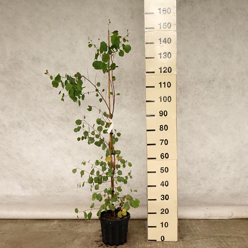 Esemplare di Eucalyptus camphora subsp humeana - Eucalipto Vaso da 4L/5L consegnato in estate
