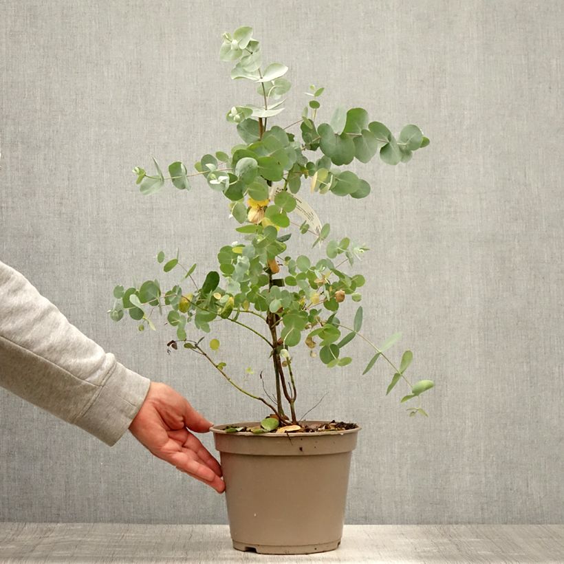 Esemplare di Eucalyptus cinerea Silver Dollar - Eucalipto Vaso da 2L/3L consegnato in estate
